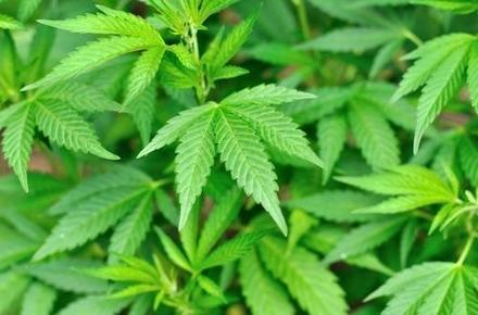 decriminalization, Illinois law, Chicago criminal defense attorney
